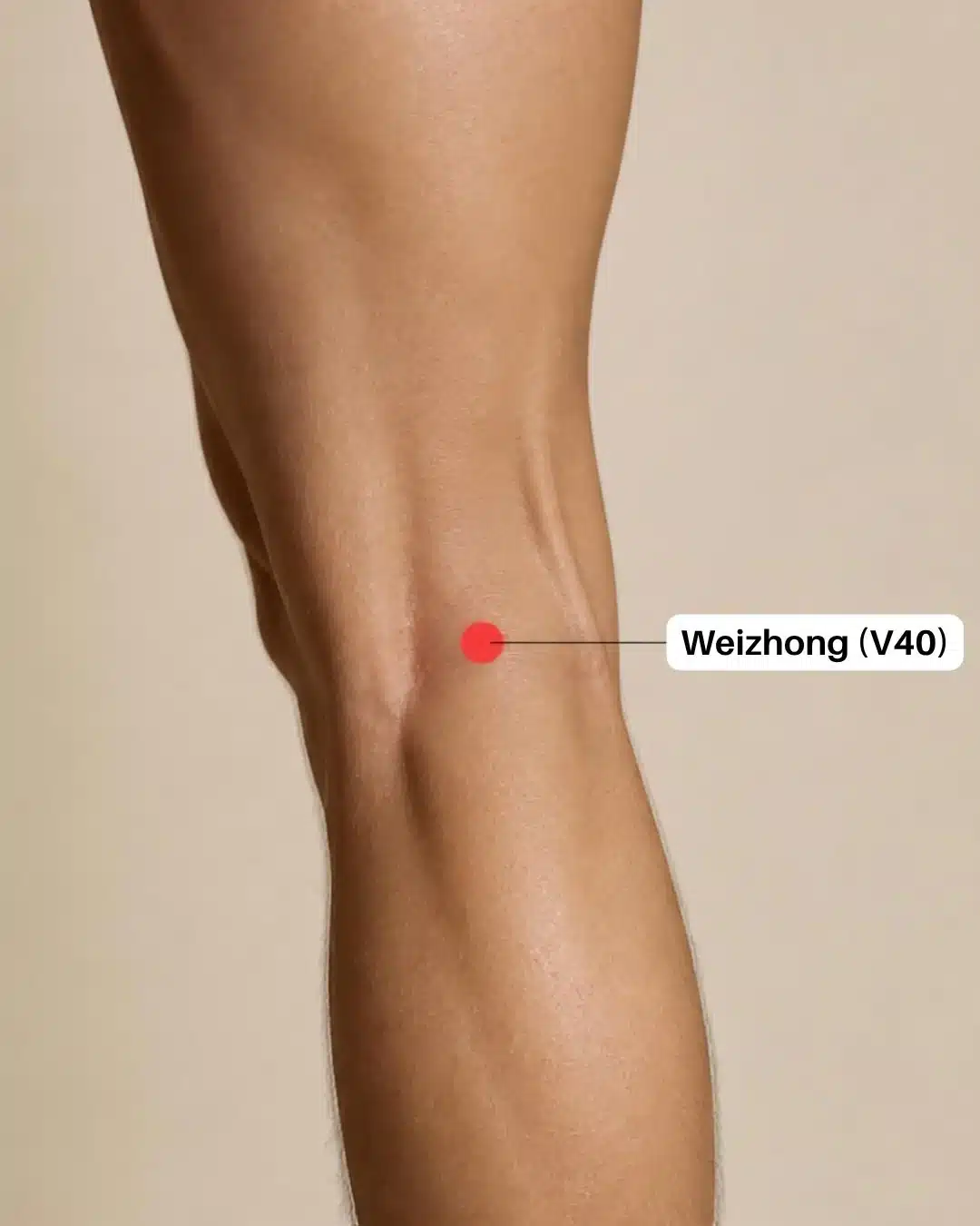 Ubicación del punto de digitopuntura Weizhong (V40) en el centro del pliegue posterior de la rodilla