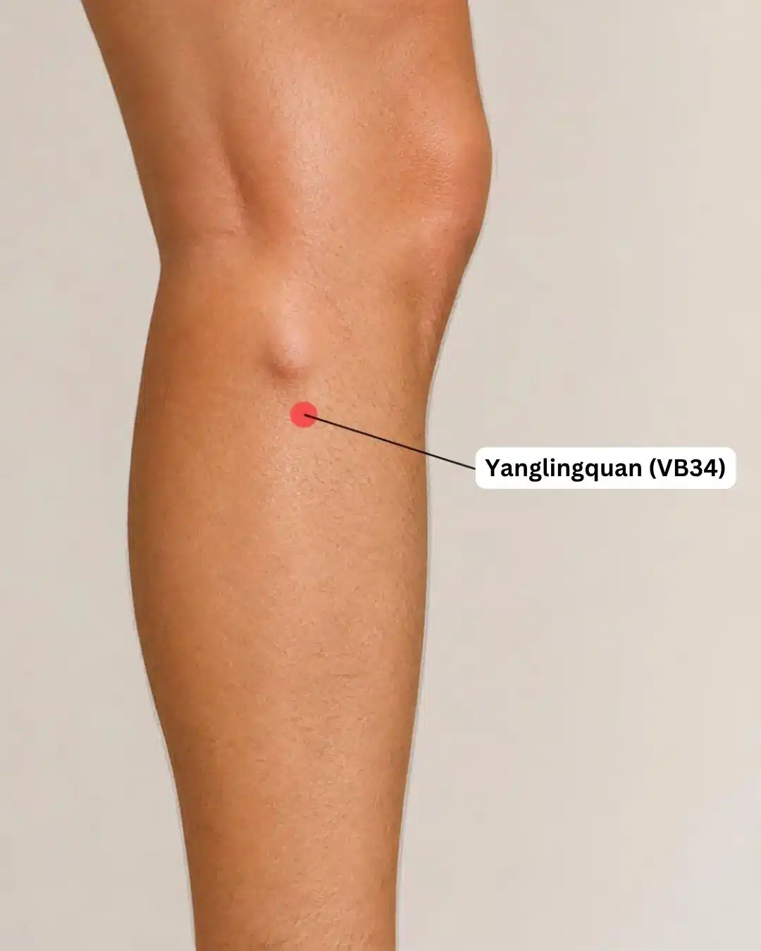 Ubicación del punto de digitopuntura Yanglingquan (VB34) en el lateral de la pierna bajo la rodilla