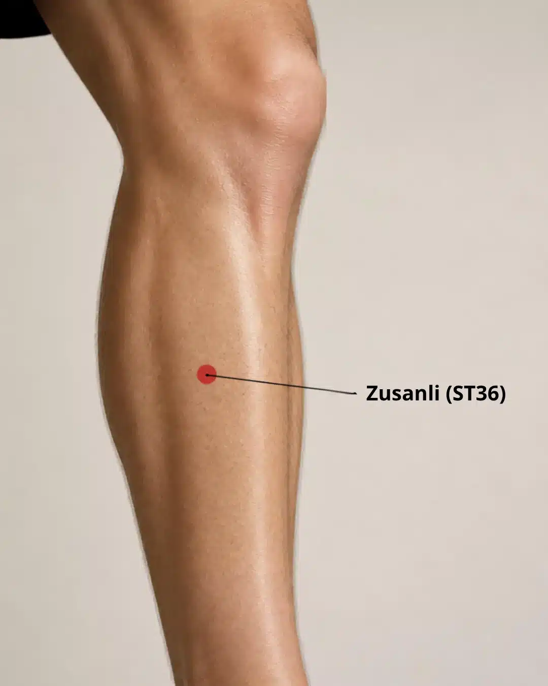Ubicación del punto de digitopuntura Zusanli (E36) en la pierna, debajo de la rodilla